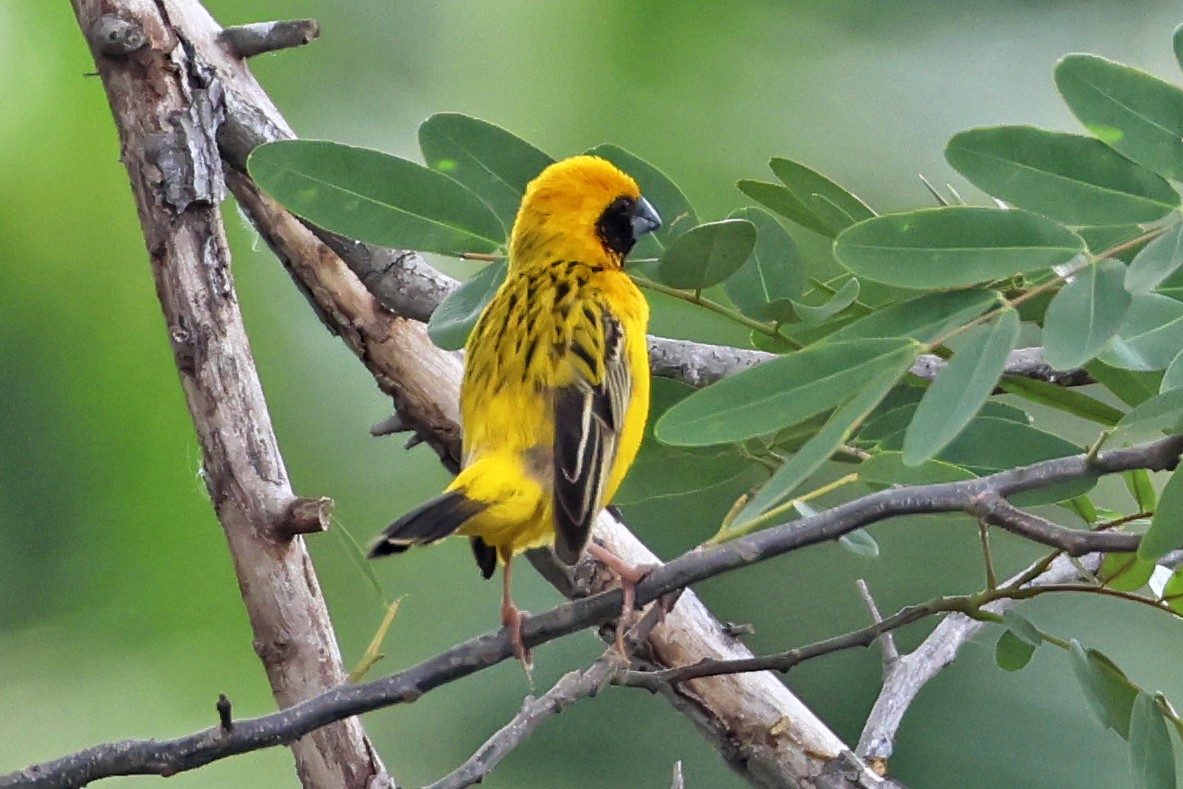 Asian Golden Weaver - ML647761612