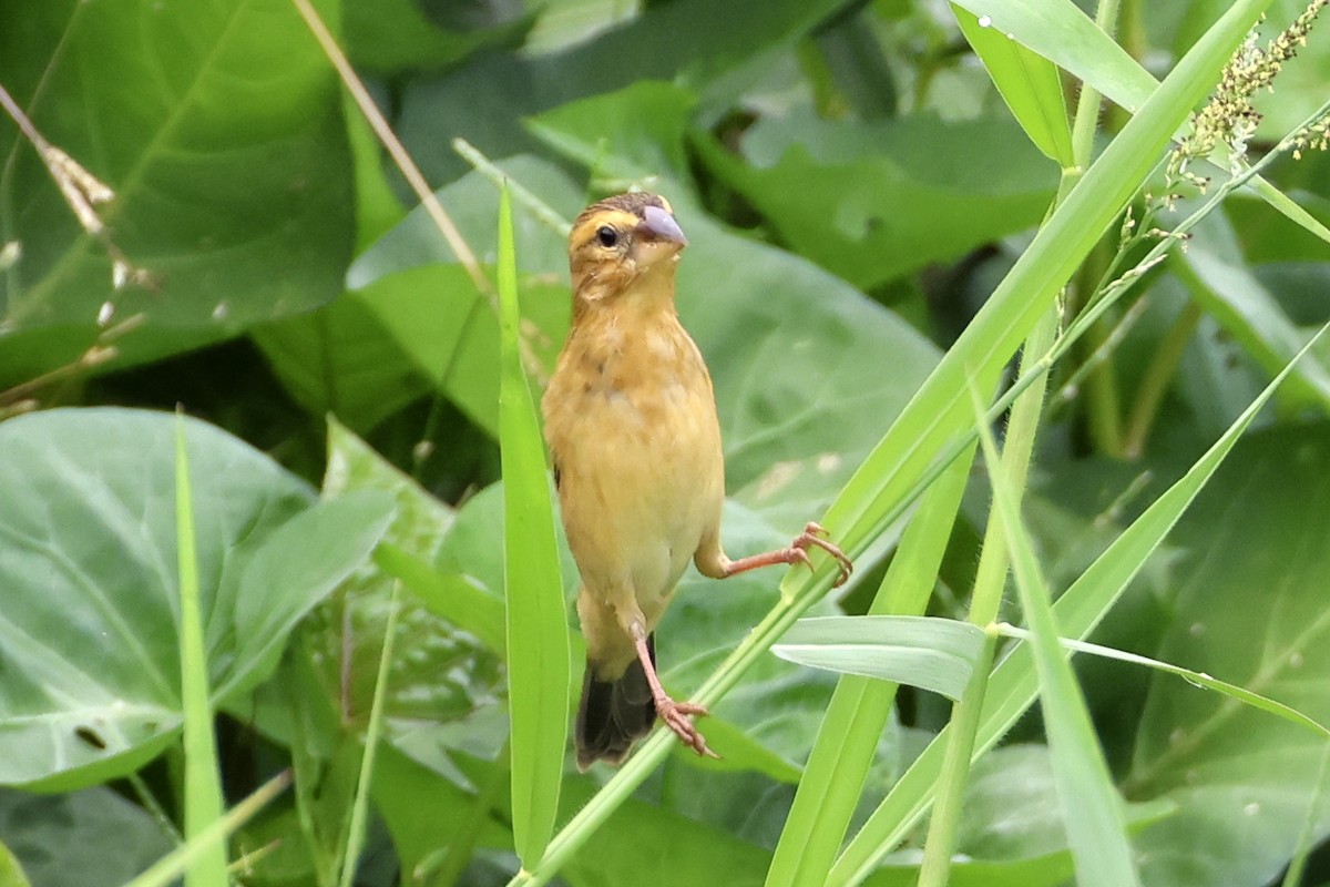 Asian Golden Weaver - ML647761613