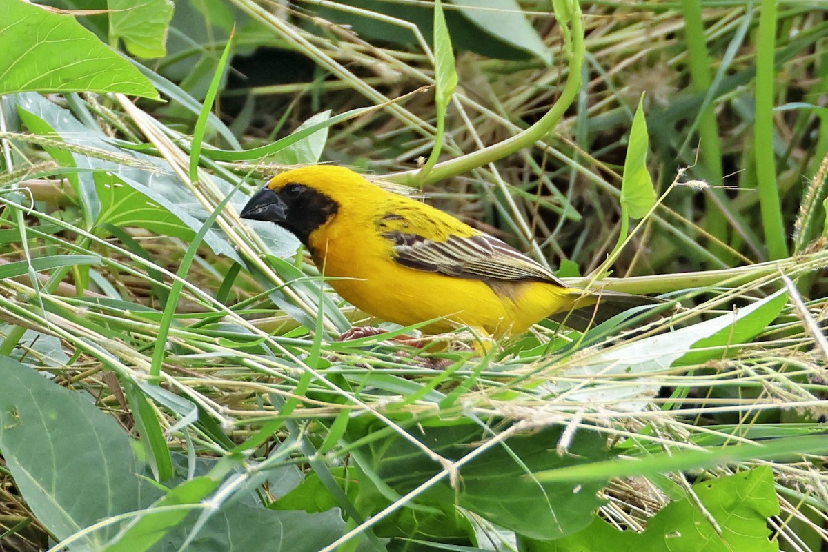 Asian Golden Weaver - ML647761614