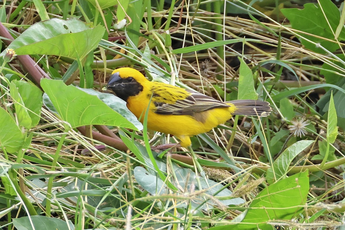 Asian Golden Weaver - ML647761615