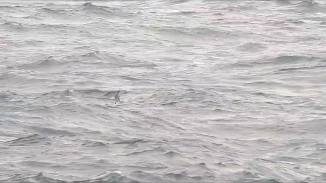 Long-tailed Jaeger - ML647761617