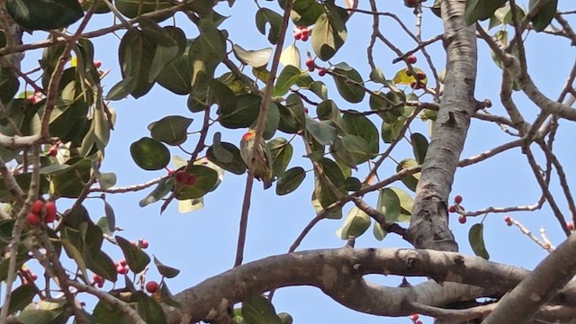 Coppersmith Barbet - ML647761685