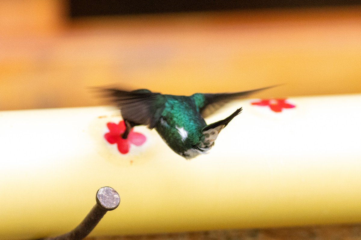 Ak Göbekli Ormanyıldızı - ML647761704