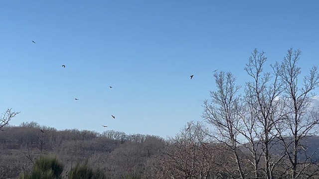 Red Kite - ML647761716