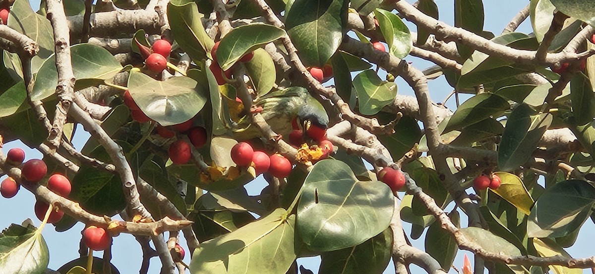 Coppersmith Barbet - ML647761737