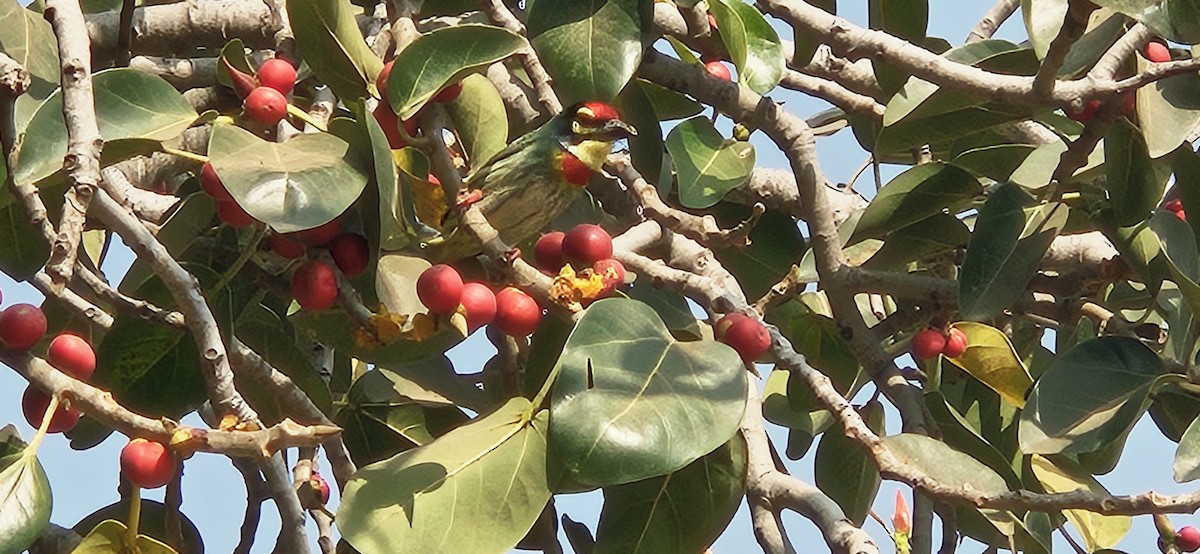 Coppersmith Barbet - ML647761738