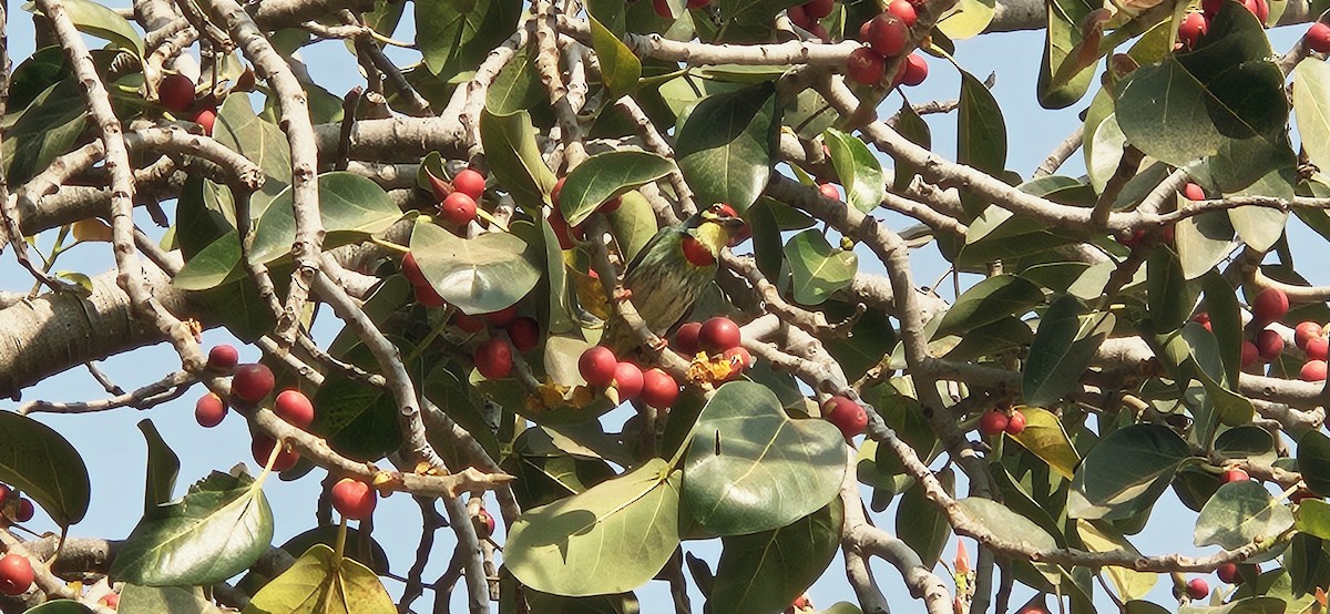 Coppersmith Barbet - ML647761739