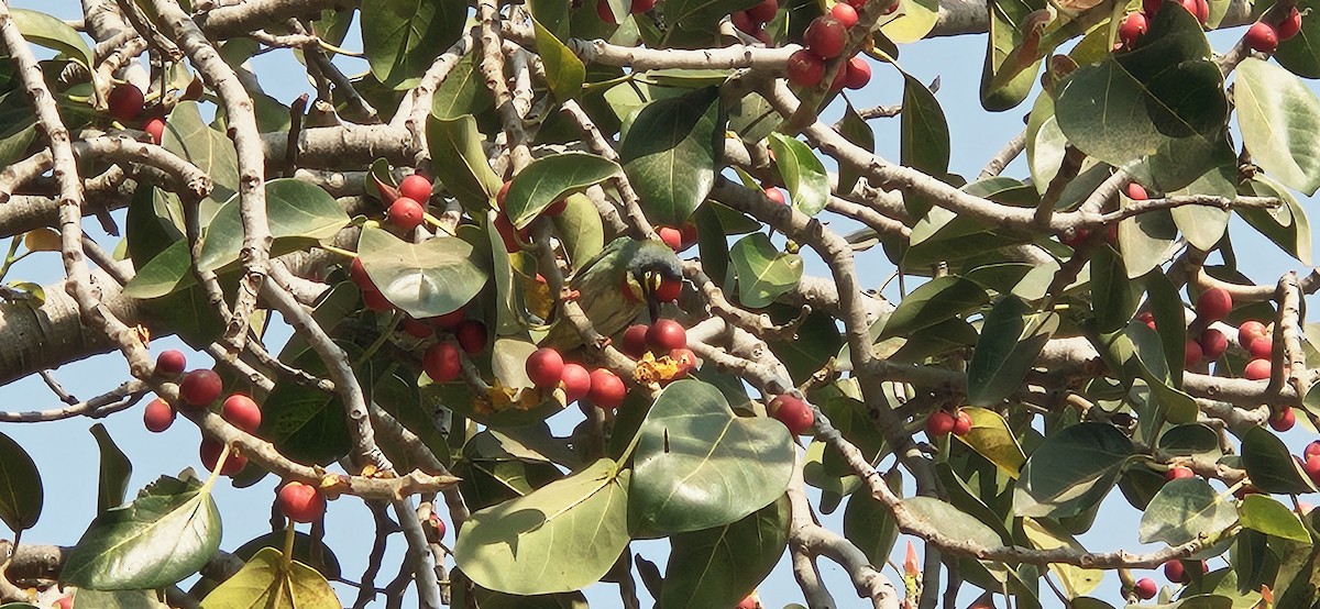 Coppersmith Barbet - ML647761740