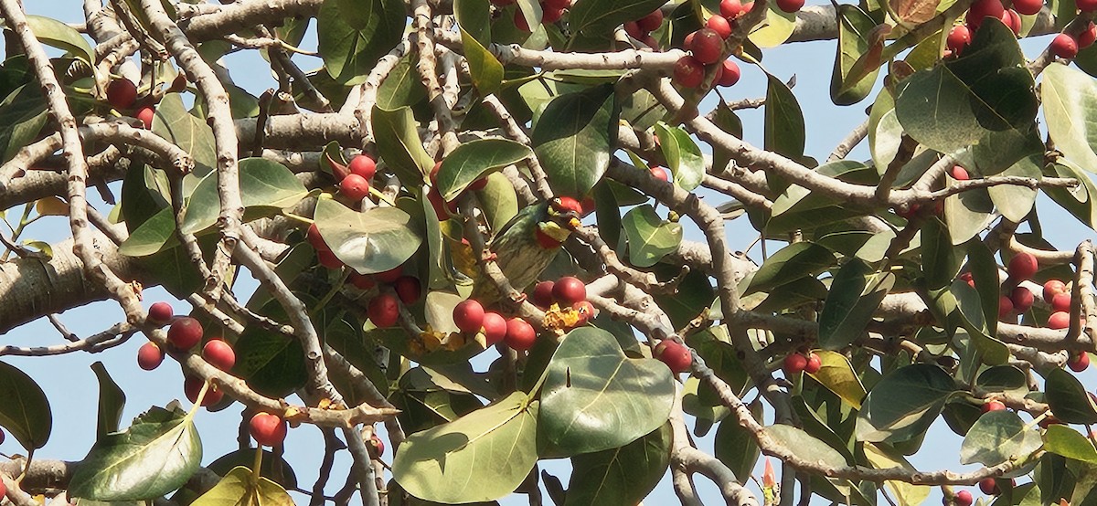 Coppersmith Barbet - ML647761741