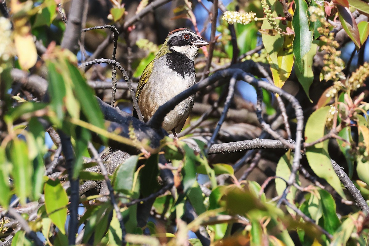 Collared Towhee - ML647761748