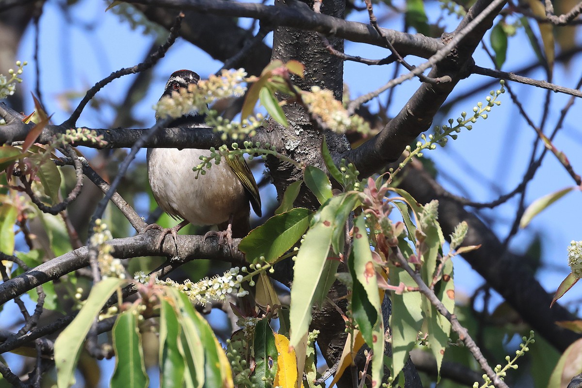 Collared Towhee - ML647761749