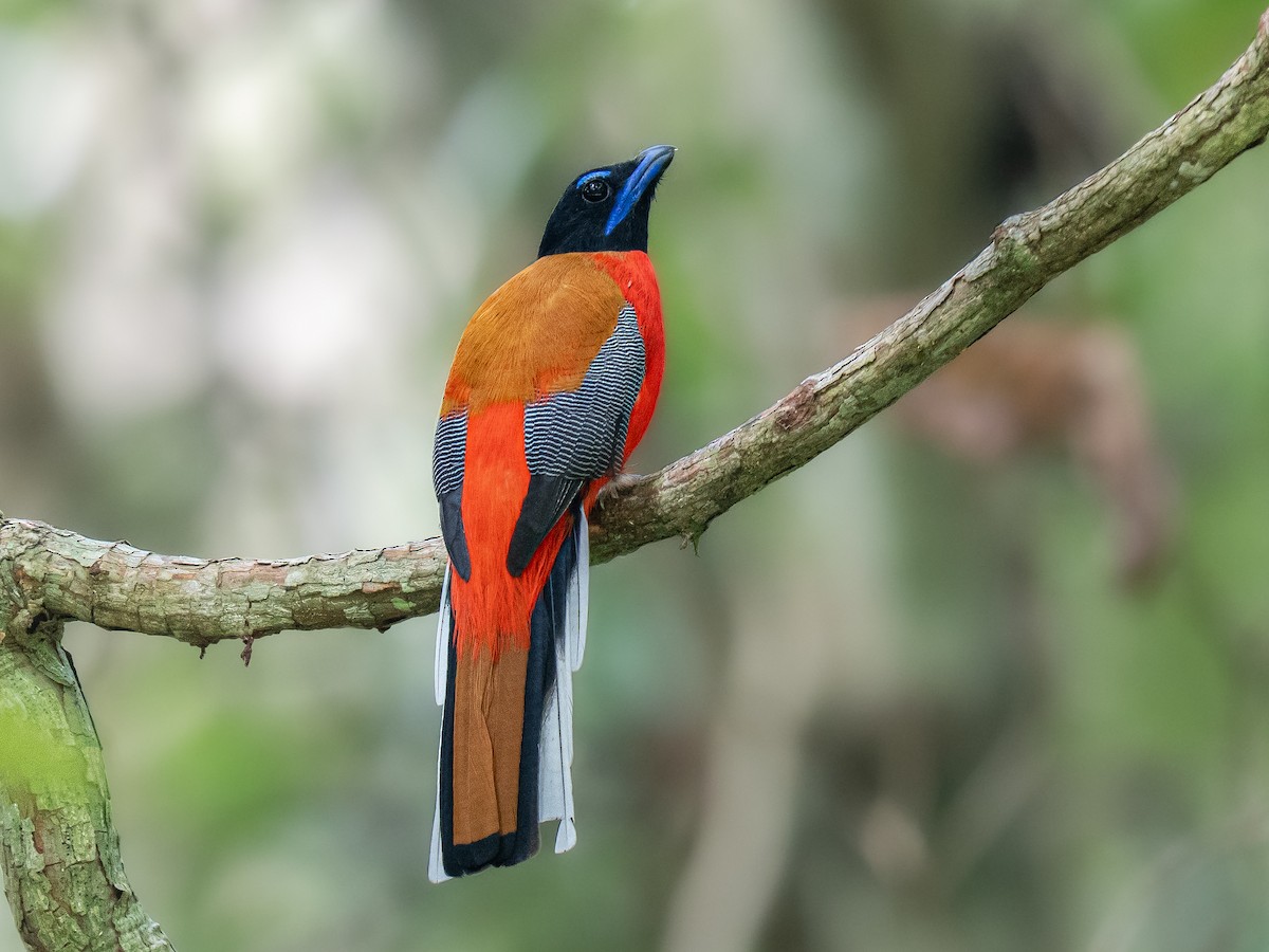 Scarlet-rumped Trogon - ML647761753