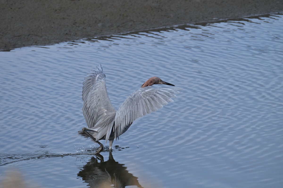 Reddish Egret - ML647761759