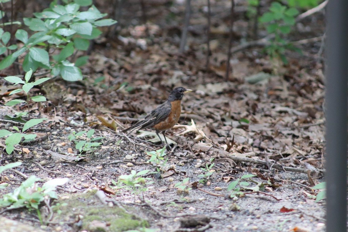 American Robin - ML647761763