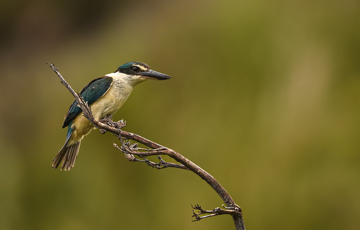 Sacred Kingfisher - ML647761765