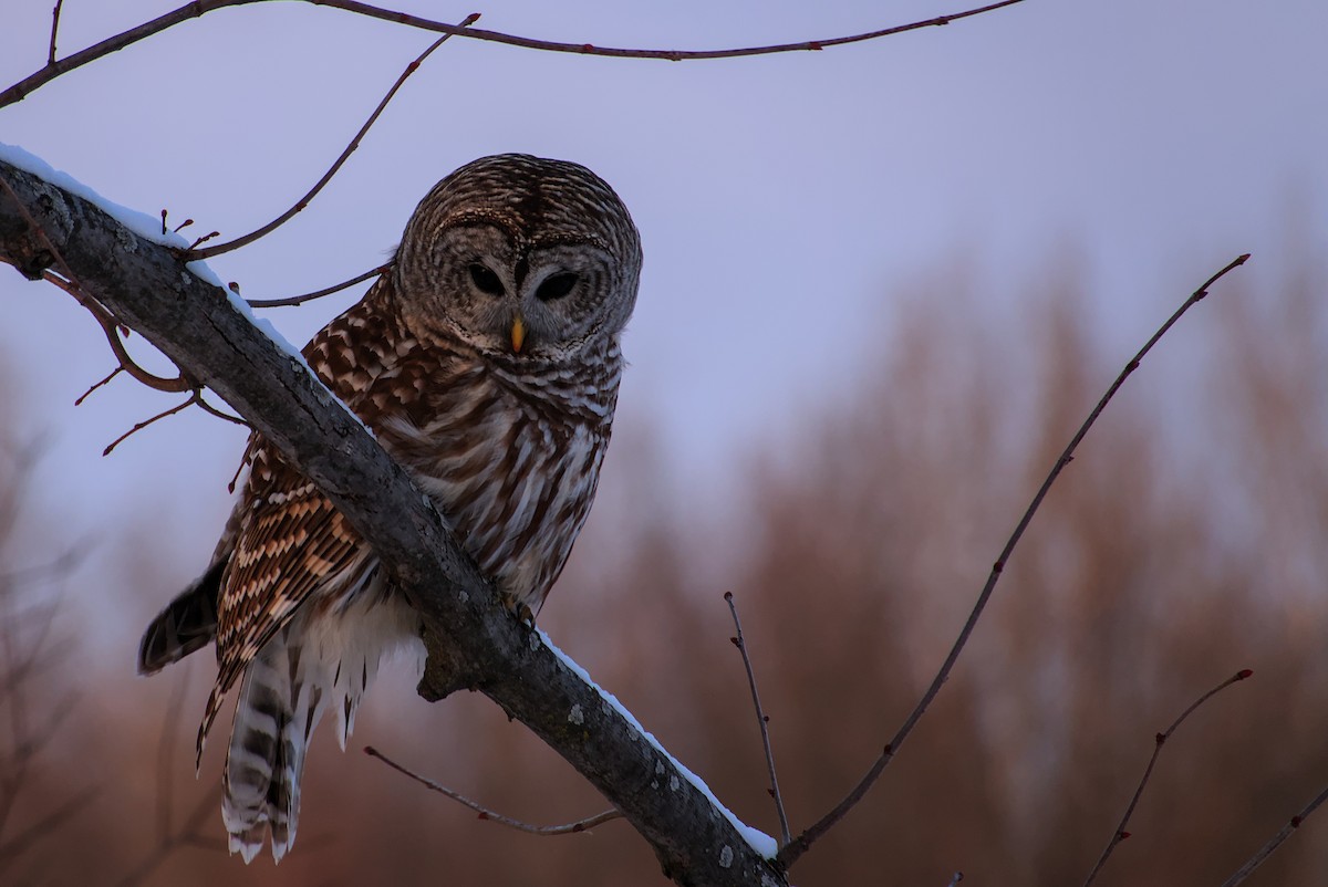 Barred Owl - ML647761768