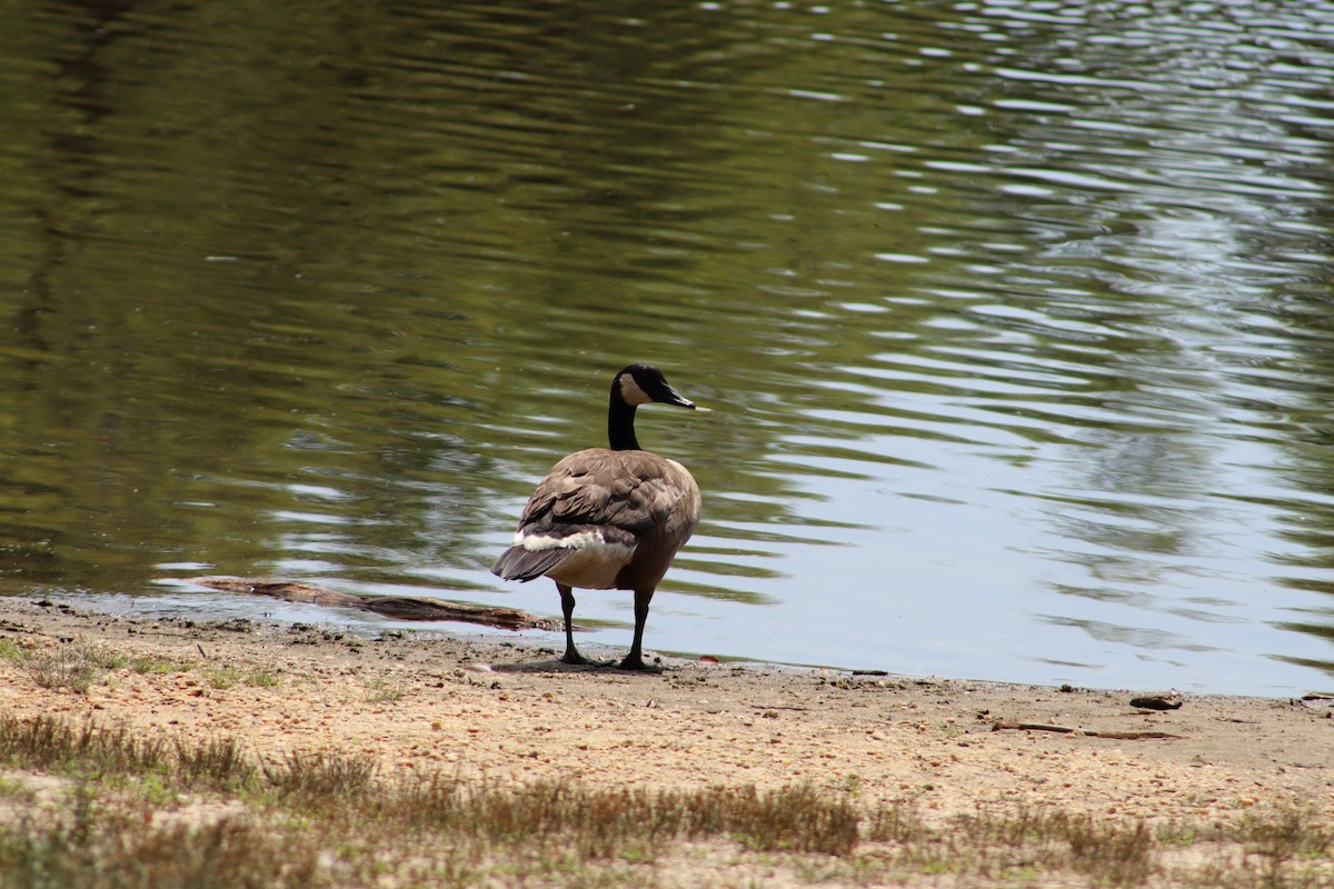 Canada Goose - ML647761771