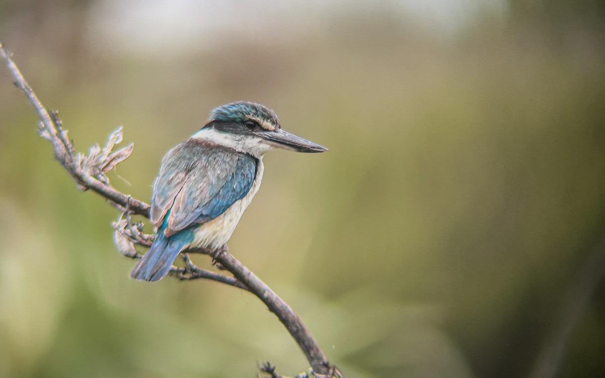 Sacred Kingfisher - ML647761772