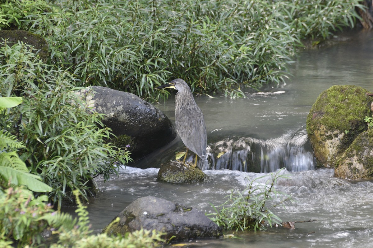 Fasciated Tiger-Heron - ML647761773