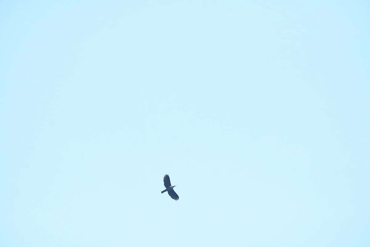 Malabar Imperial-Pigeon - ML647761774