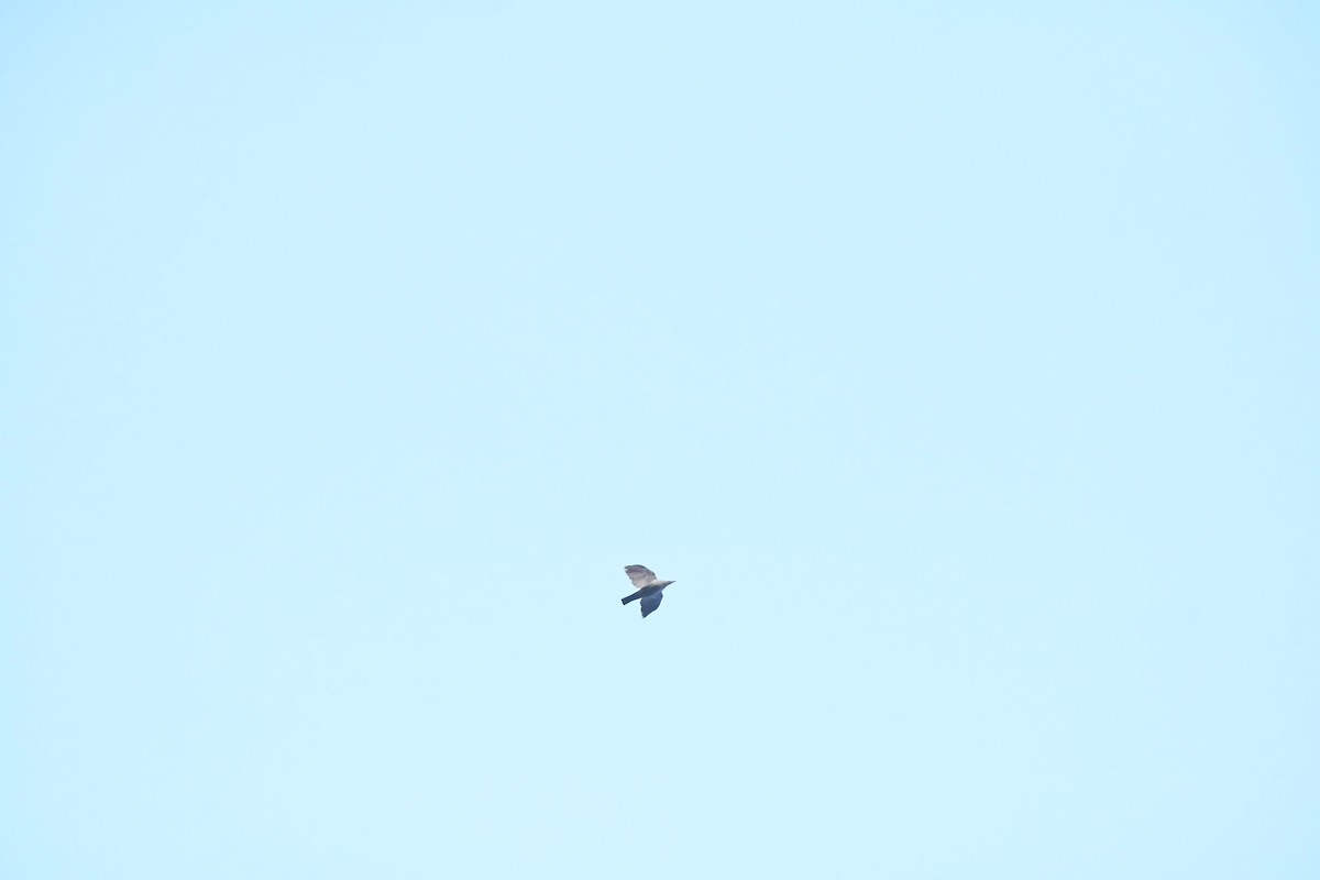 Malabar Imperial-Pigeon - ML647761775