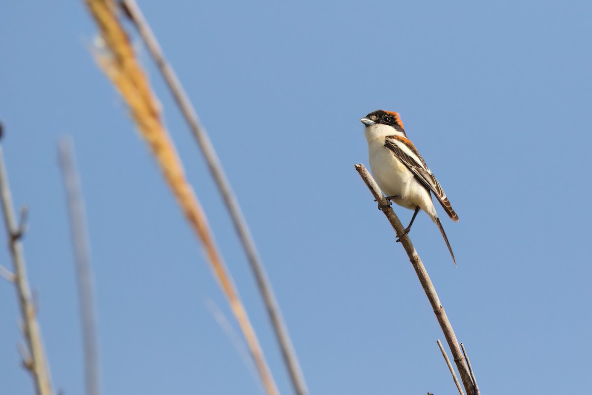 Woodchat Shrike - ML647761776