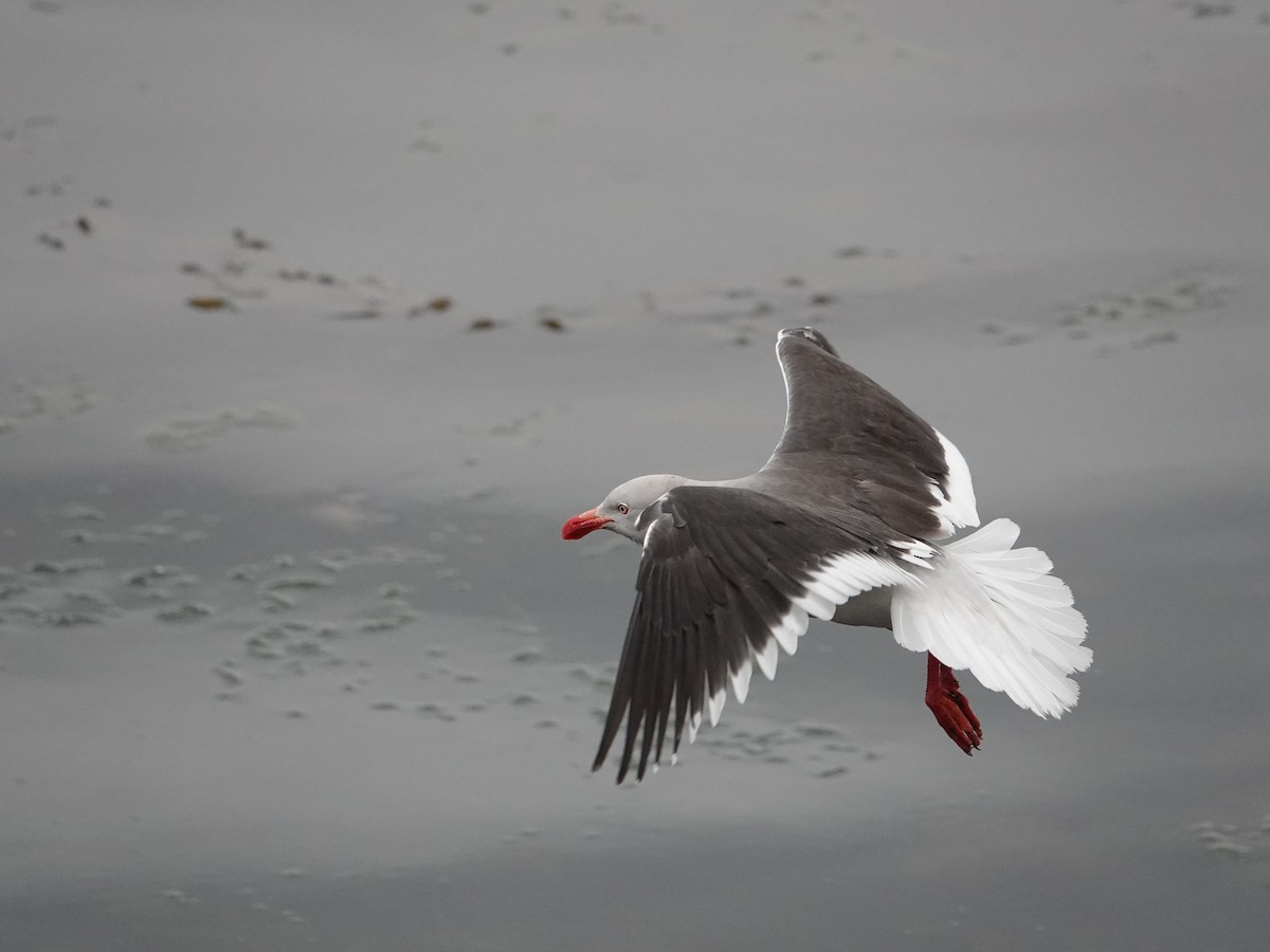 Dolphin Gull - ML647761781