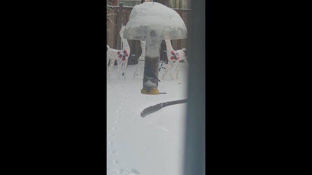 Chipping Sparrow - ML647761786