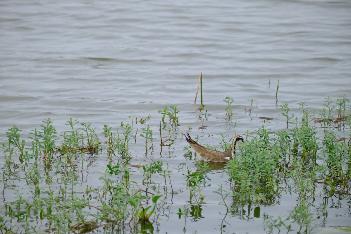 Pheasant-tailed Jacana - ML647761788