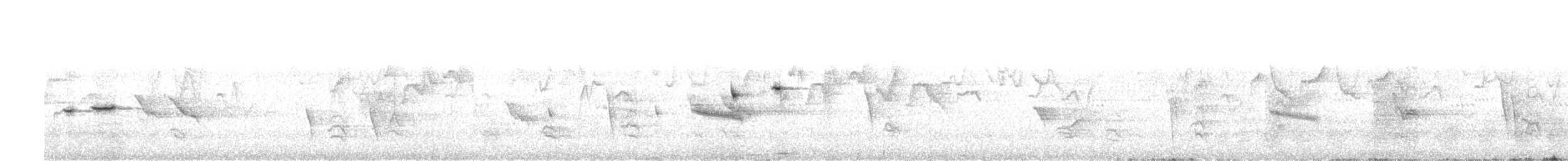 White-throated Fantail - ML647761795