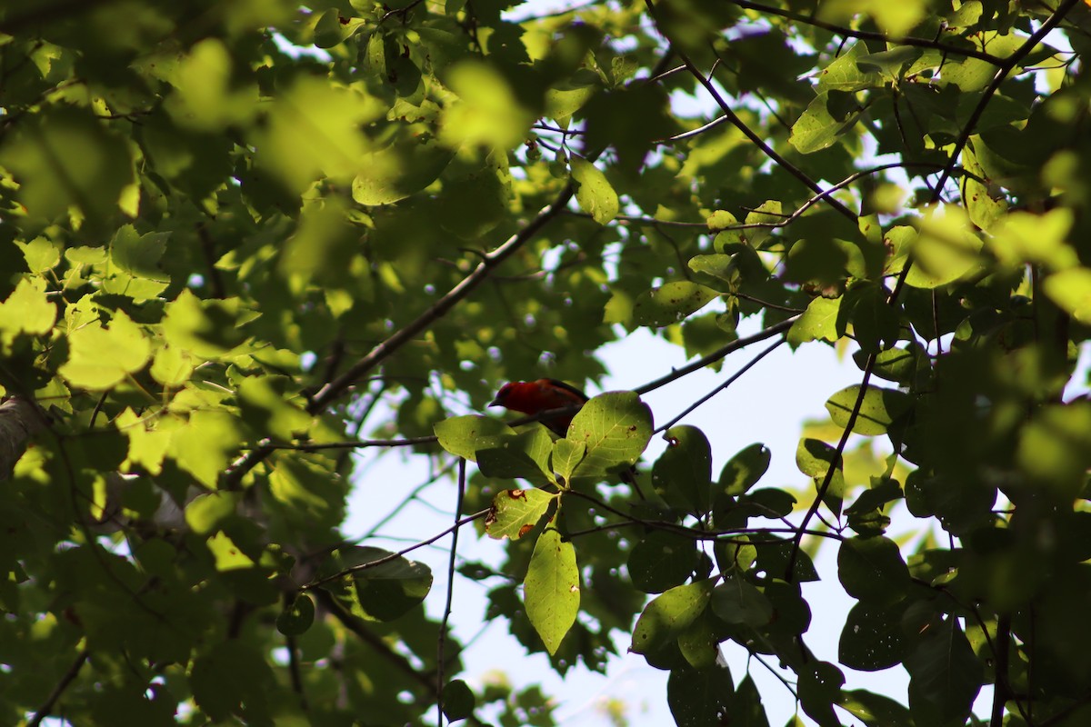 Scarlet Tanager - ML647761804