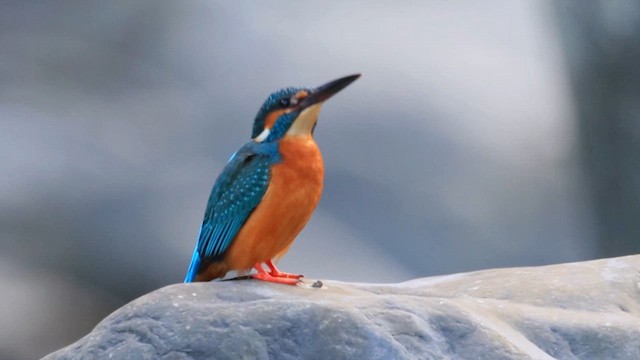 Common Kingfisher (Common) - ML647761819