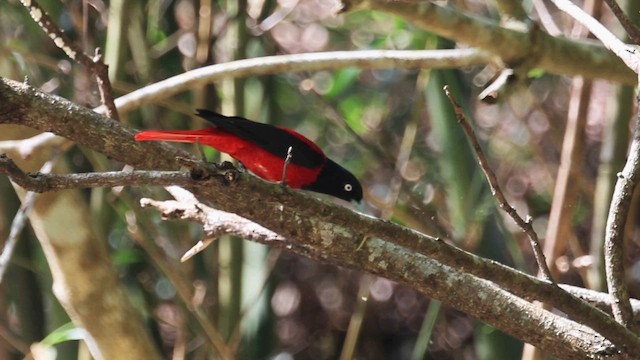 Maroon Oriole - ML647761821