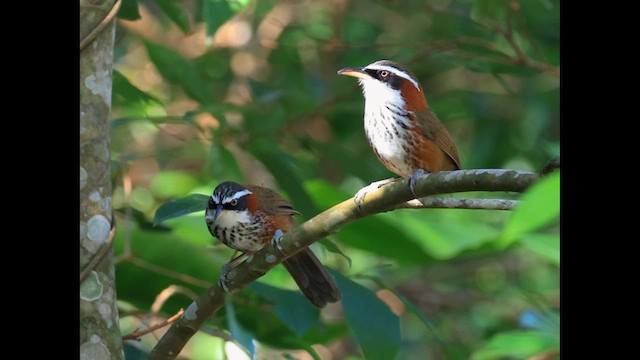 Taiwan Scimitar-Babbler - ML647761826