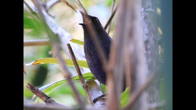 Taiwan Whistling-Thrush - ML647761835