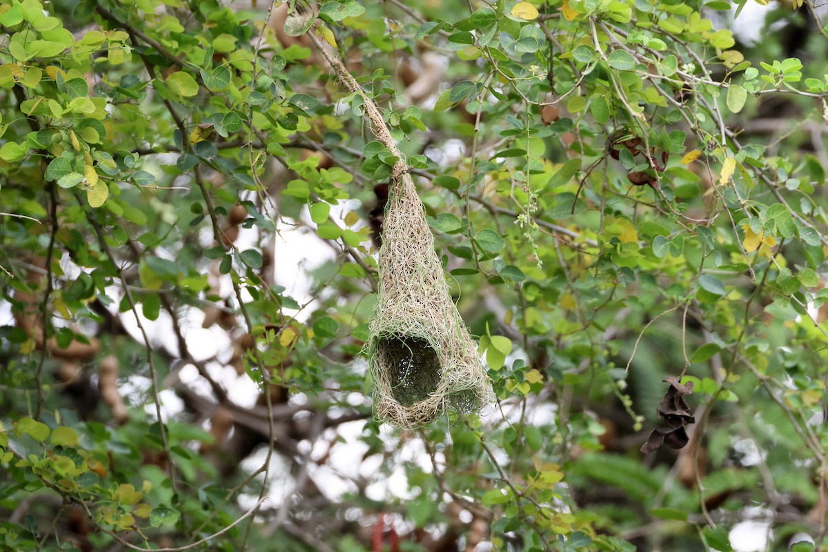 Asian Golden Weaver - ML647761836