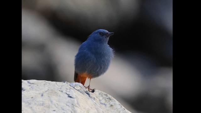 Plumbeous Redstart - ML647761843