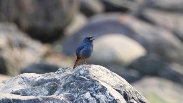 Plumbeous Redstart - ML647761844