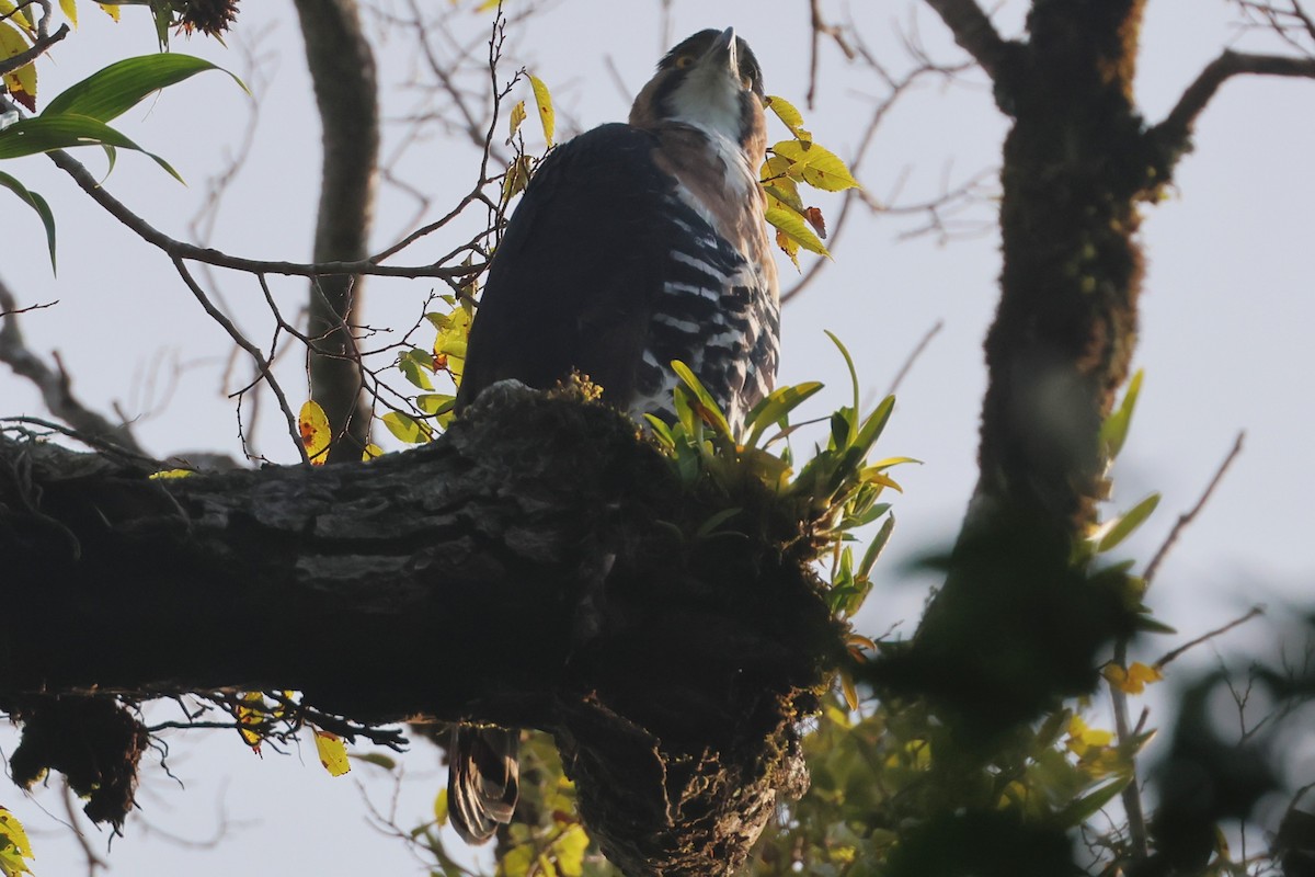 Ornate Hawk-Eagle - ML647761854