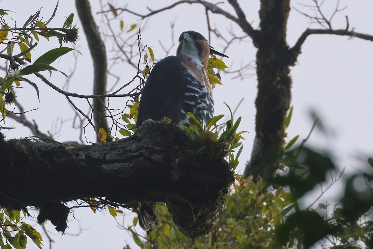 Ornate Hawk-Eagle - ML647761855