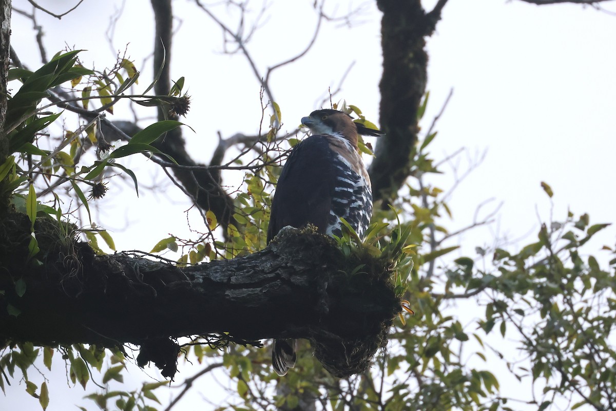 Ornate Hawk-Eagle - ML647761856
