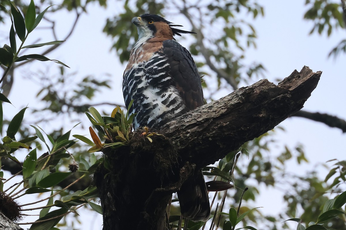 Ornate Hawk-Eagle - ML647761857