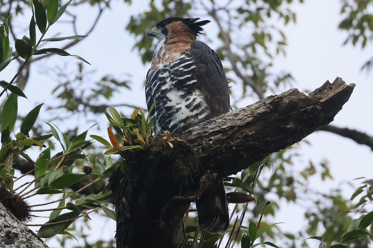 Ornate Hawk-Eagle - ML647761858