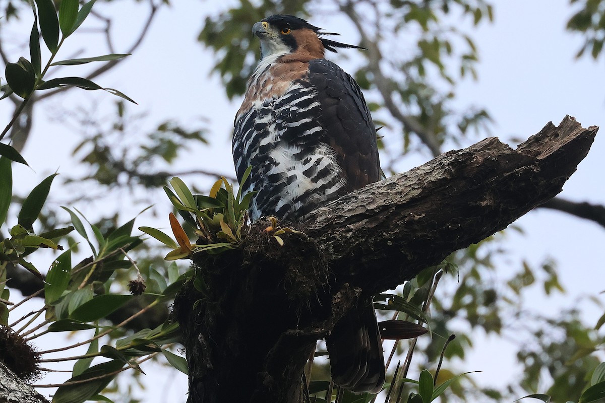 Ornate Hawk-Eagle - ML647761859