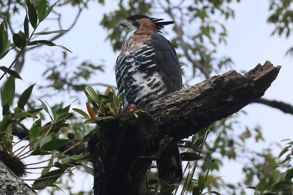 Ornate Hawk-Eagle - ML647761860