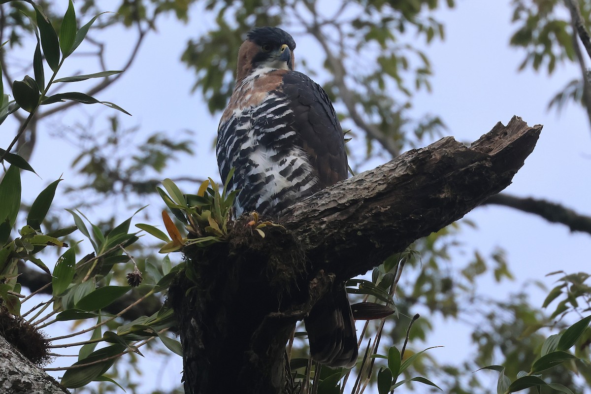 Ornate Hawk-Eagle - ML647761861