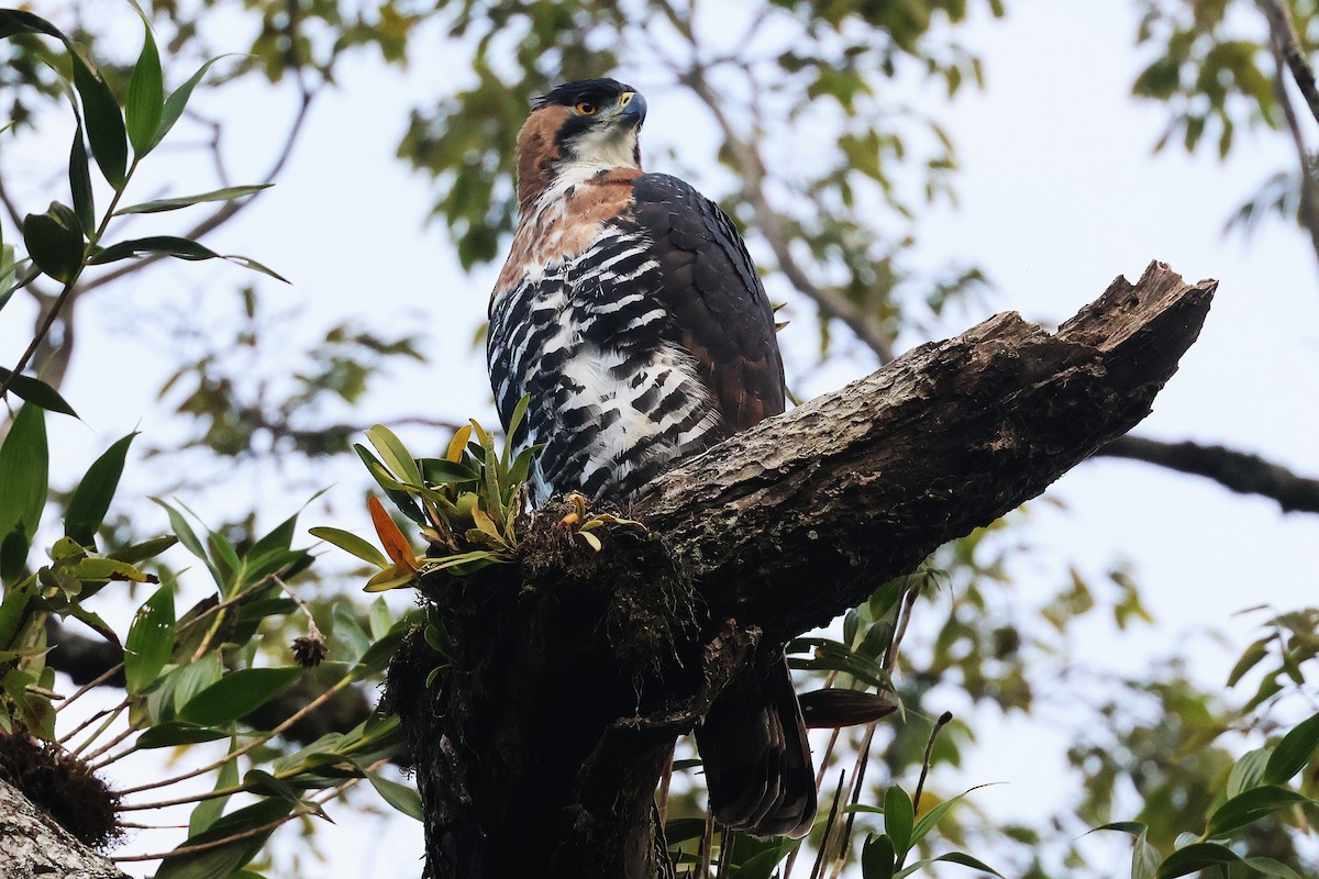 Ornate Hawk-Eagle - ML647761862