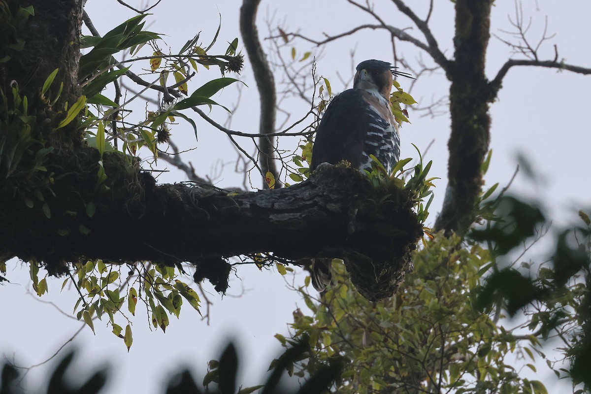 Ornate Hawk-Eagle - ML647761863