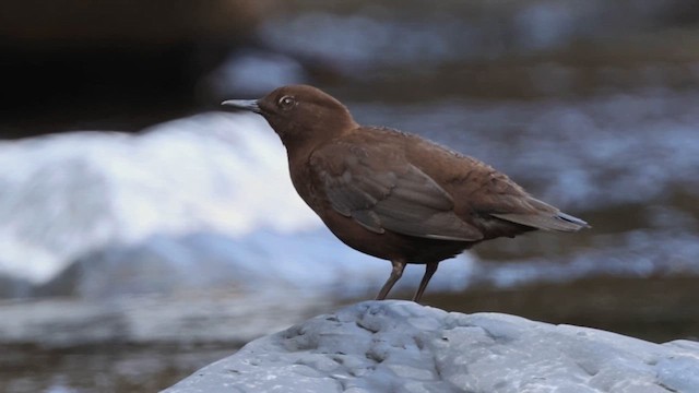 Пронурок бурий - ML647761868