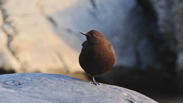 Пронурок бурий - ML647761869